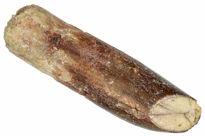 Fossil Sauropod Dinosaur (Titanosaur) Tooth - Morocco #332507